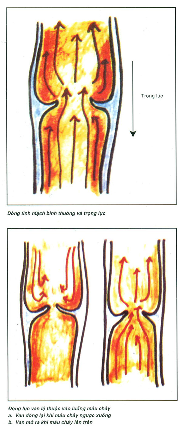 suy tinh mach minhanh 12